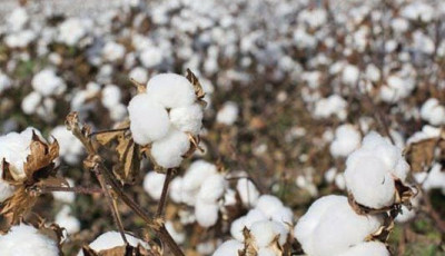 Experts convene to unlock organic cotton potential