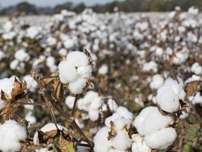 cotton sector cries for policy focus cotton sector cries for policy focus