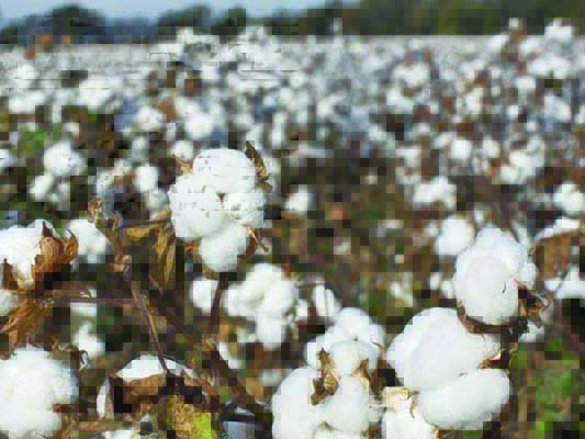 Traders call for importing cotton from India - Vimarsana News