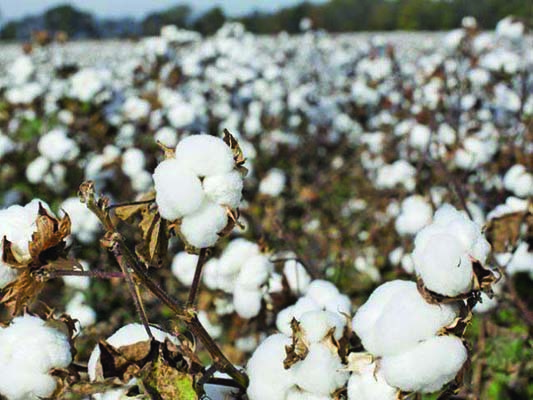 The govt is awfully proud of this year's cotton bumper crop. They