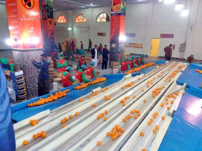 sargodha continues to face challenges in kinnow production sargodha continues to face challenges in kinnow production