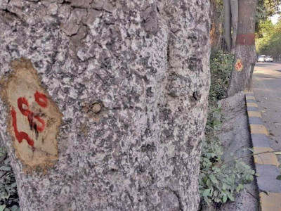 pha begins census of trees plans e tagging