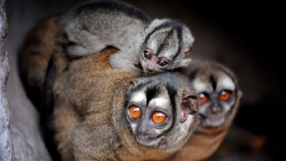 shocking animal welfare violations uncovered at us government labs shocking animal welfare violations uncovered at us government labs