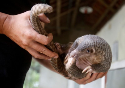 pangolin identified as potential link for coronavirus spread pangolin identified as potential link for coronavirus spread