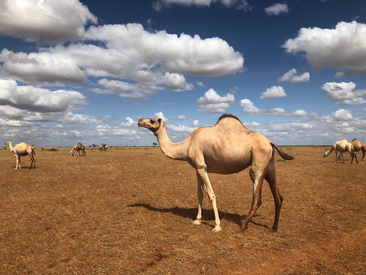 a reuters file photo of camels