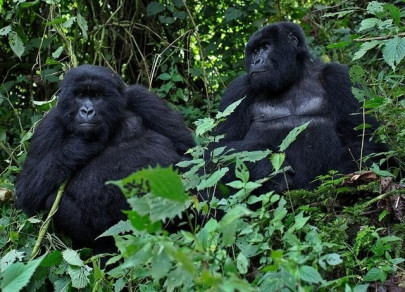 four rare mountain gorillas killed by lightning