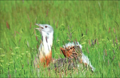 hunting in g b puts animals in danger