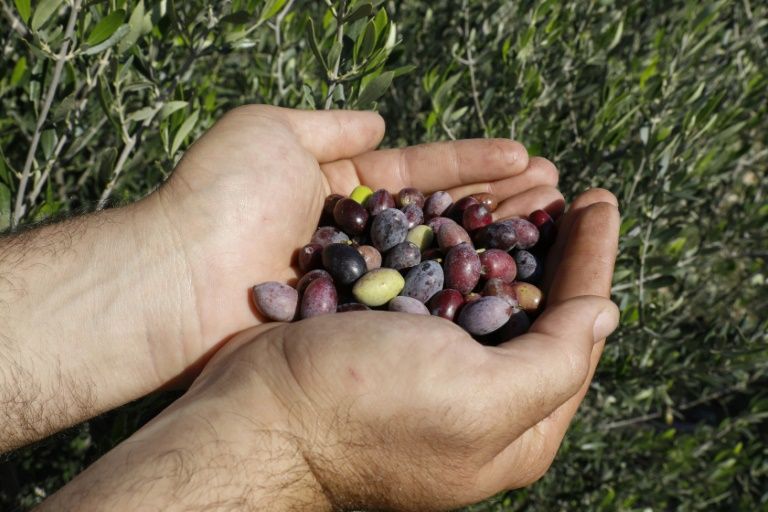 olives picked in northern cyprus face obstacles making it to market photo afp