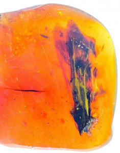 researchers discover unusually large bird wing in dinosaur era amber