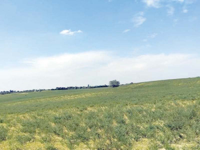 chickpea farmers dependent on rainfall for cultivation chickpea farmers dependent on rainfall for cultivation