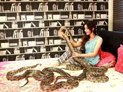 court dismisses case against rabi peerzada over possessing exotic animals court dismisses case against rabi peerzada over possessing exotic animals