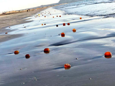 massive jellyfish blooms observed in arabian sea massive jellyfish blooms observed in arabian sea