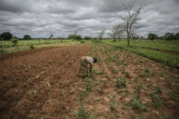 small farmer and single mother imelda hicoombolwa sows cowpeas and other crops that are less thirsty than corn they have a better chance of surviving in the relentless drought photo afp small farmer and single mother imelda hicoombolwa sows cowpeas and other crops that are less thirsty than corn they have a better chance of surviving in the relentless drought photo afp