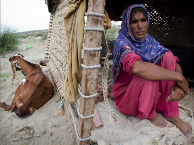 pti govt to provide free cattle rickshaws push carts to poor pti govt to provide free cattle rickshaws push carts to poor