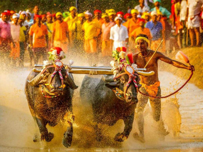 india s usain bolt buffalo runner turns down sprint trial india s usain bolt buffalo runner turns down sprint trial