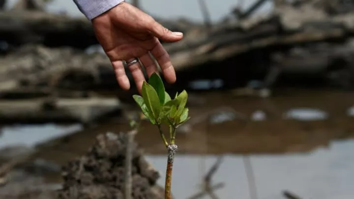 a young mangrove plant photo reuters a young mangrove plant photo reuters