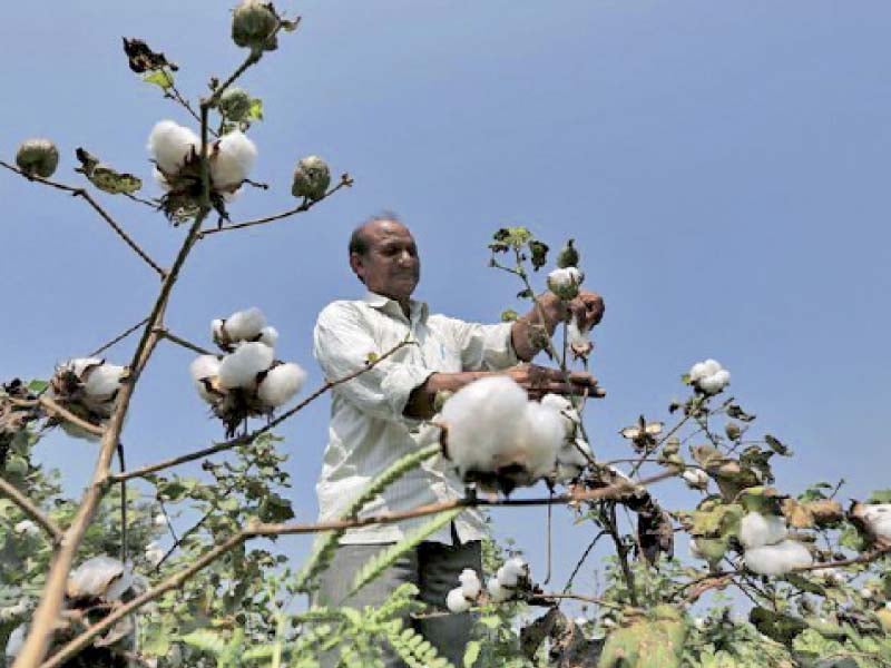 there are light rains in the cotton belt in sindh the soil has absorbed the rainwater instead of it standing in the fields a similar quantum of rains is needed for a good output of cotton this season photo reuters