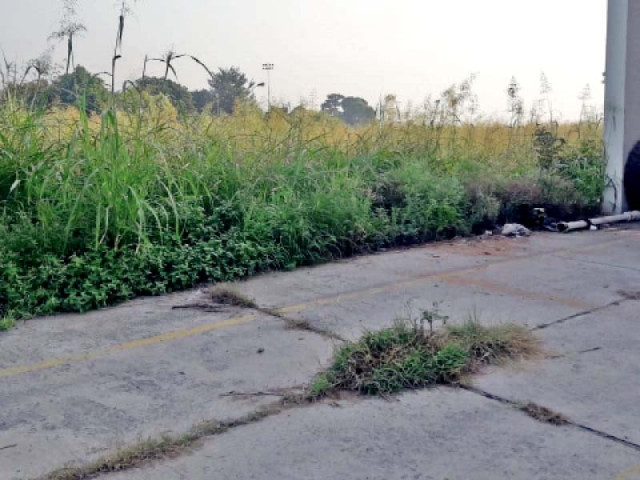 the tall grass and shrubs around the premises provide a hiding place for wild animals due to which the staff on duty fears being attacked photo express the tall grass and shrubs around the premises provide a hiding place for wild animals due to which the staff on duty fears being attacked photo express