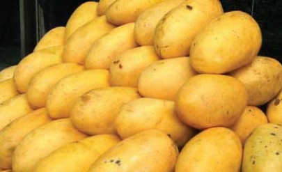 pakistani mangoes arrive in japan