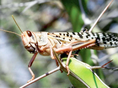 govt okays project to fight locust govt okays project to fight locust