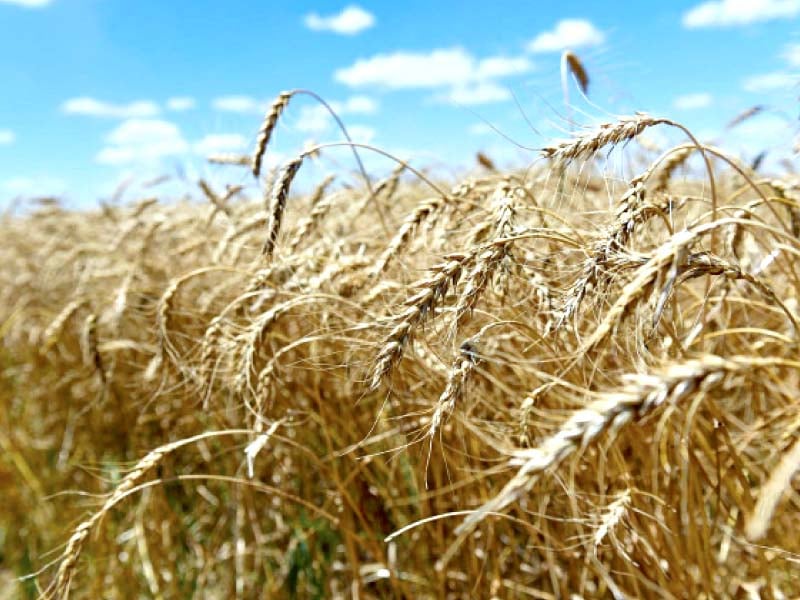 internet of things iot can help farmers optimise resources and enhance agricultural productivity photo reuters