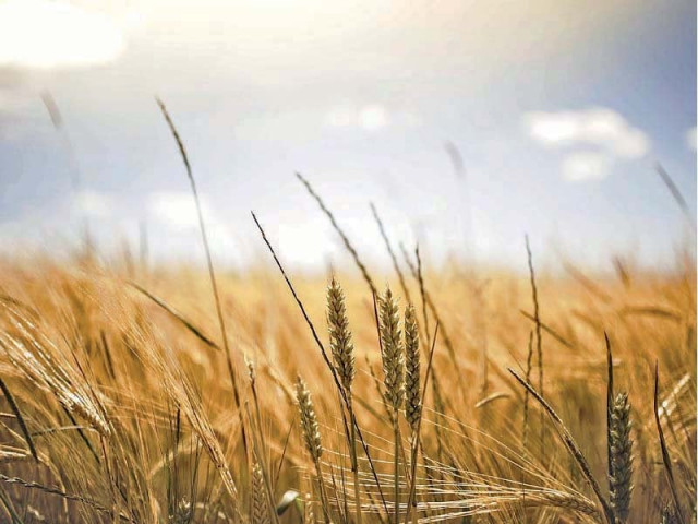 the ecc turned down a proposal to allow the trading corporation of pakistan to import 500 000 tonnes of wheat instead it allowed the private sector to import the grain photo file the ecc turned down a proposal to allow the trading corporation of pakistan to import 500 000 tonnes of wheat instead it allowed the private sector to import the grain photo file