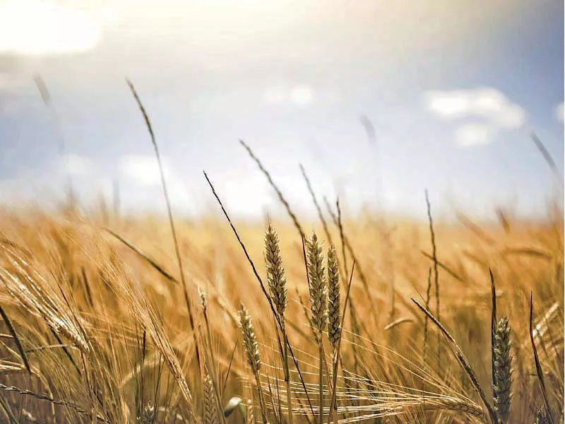 the ecc turned down a proposal to allow the trading corporation of pakistan to import 500 000 tonnes of wheat instead it allowed the private sector to import the grain photo file the ecc turned down a proposal to allow the trading corporation of pakistan to import 500 000 tonnes of wheat instead it allowed the private sector to import the grain photo file