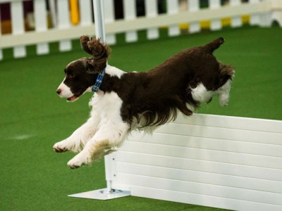 what makes dogs so special science says love what makes dogs so special science says love