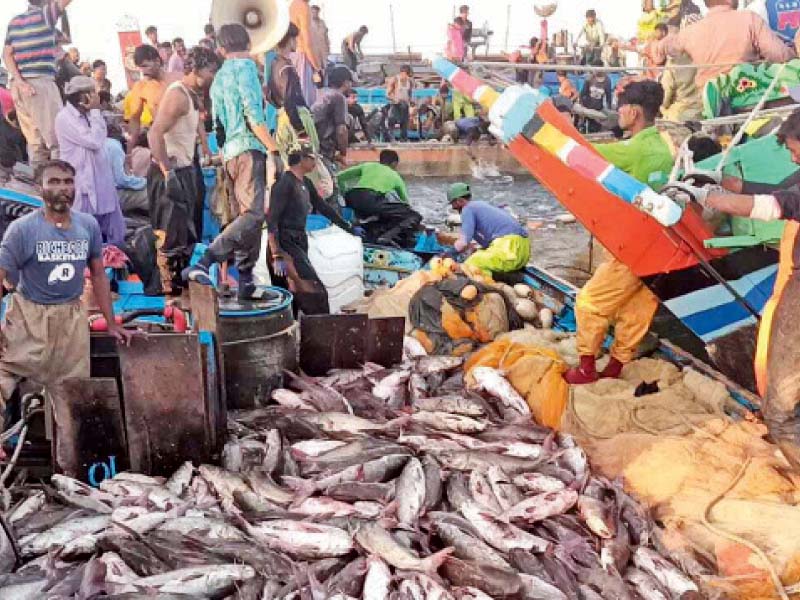 it took fishermen on seven boats five hours to harvest the shoal of catfish that appeared at khai creek on saturday photo courtesy wwf p