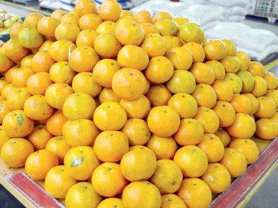 kinnow exports likely to fetch 210m