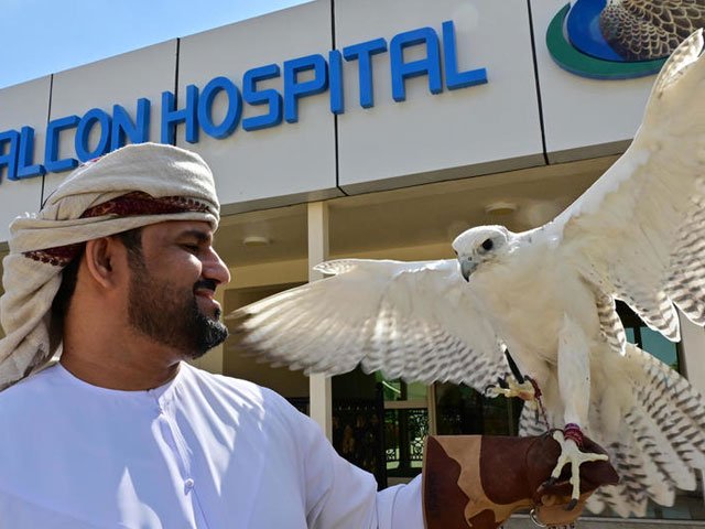 watch uae falcon hospital a window into emirati tradition