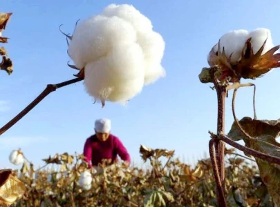 cotton output crash a policy failure