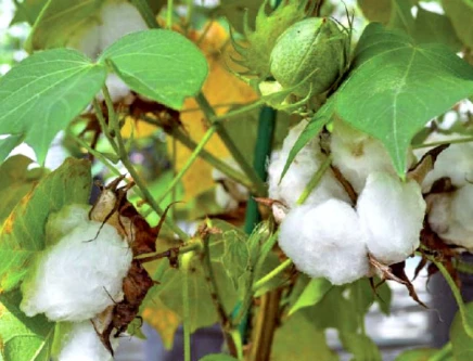 Pakistan Cotton Import, going to land route now