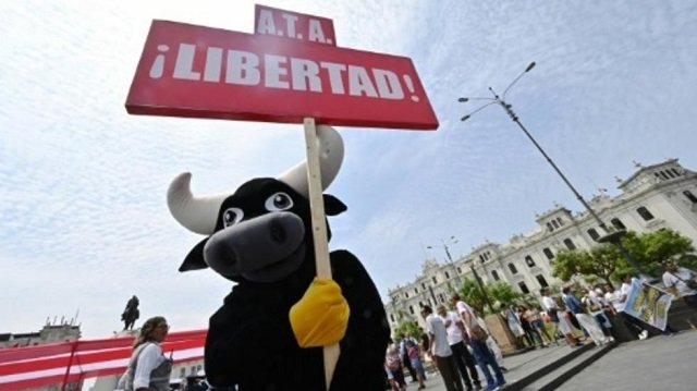 thousands march in peru in support of bull cock fighting