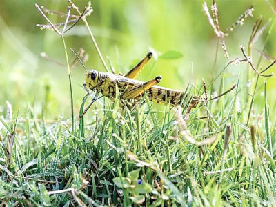 world bank lowers project rating