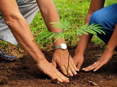 sos village children plant 300 saplings sos village children plant 300 saplings