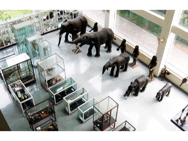 a bird eye view of the lahore museum display area photo express