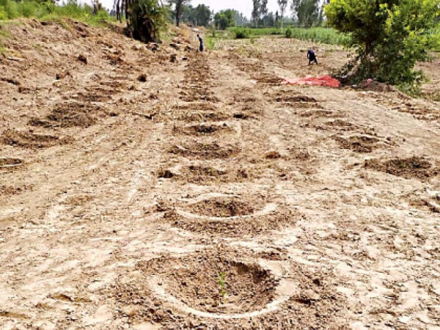 workers plant saplings of jujube safeda and cactus on 40 acres of retrieved land photo express workers plant saplings of jujube safeda and cactus on 40 acres of retrieved land photo express