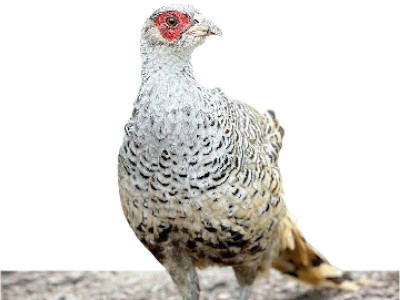 cheer pheasant reintroduced successfully into the wild cheer pheasant reintroduced successfully into the wild