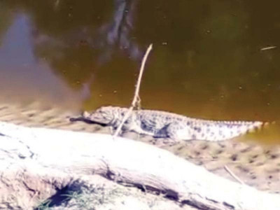 24 crocodiles escape from lal suhanra national park