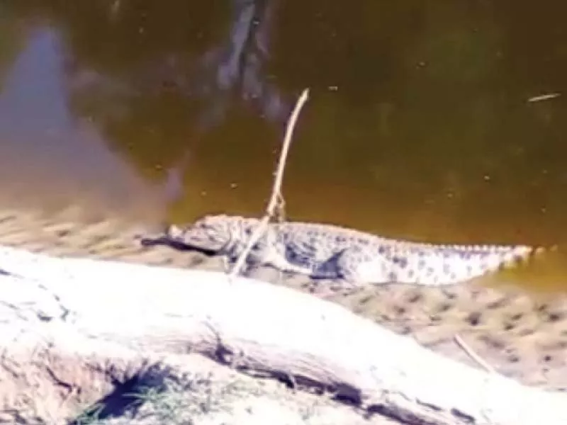 24 crocodiles escape from lal suhanra national park 24 crocodiles escape from lal suhanra national park