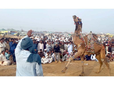 traditional cattle fair kicks off in dg khan