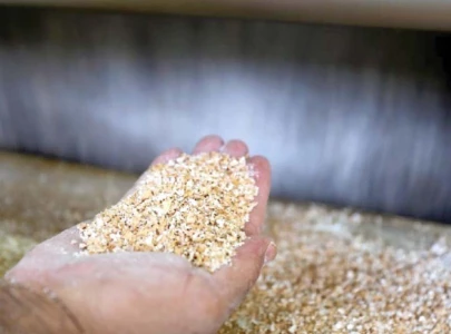 china to import 5 000 tons of sesame in fy24