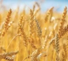 mpas demand to rethink the wheat policy in punjab photo file