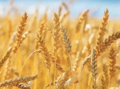 farmers censure govt for buying wheat from traders