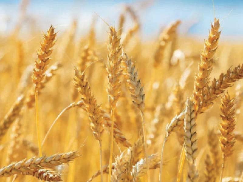 in response to the heat wave in pakistan hybrid wheat can continue to grow at a high temperature of 40 c photo file