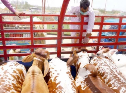 illegal cattle markets risk lsd outbreak