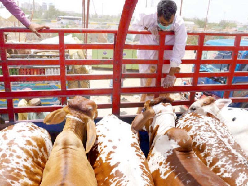 a veterinarian checks sacrificial animals brought to the sohrab goth cattle market on tuesday photo inp