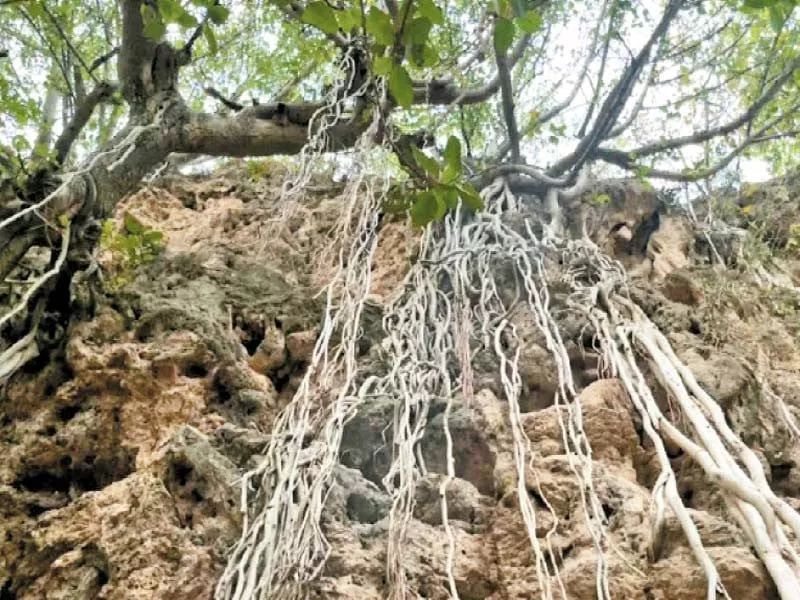 shah allah ditta caves relic of ancient buddhism shah allah ditta caves relic of ancient buddhism