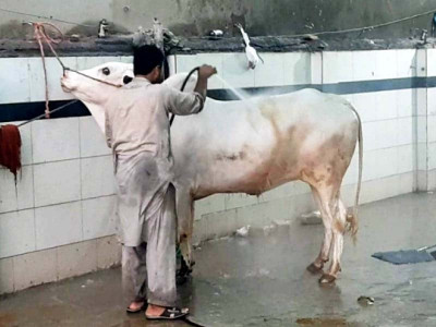 prices of finery for sacrificial animals go up prices of finery for sacrificial animals go up